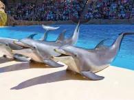 Dolphins Dolphins