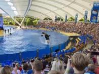 Orca Ocean Orca Ocean