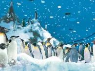Planet Penguin Planet Penguin