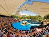 Sea Lion Show Sea Lion Show