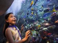 The Lost Chambers at Atlantis The Palm The Lost Chambers at Atlantis The Palm