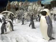 Penguin Encounter Penguin Encounter