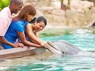 Dolphin Cove® Dolphin Cove®
