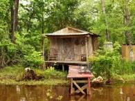 Swamp and Bayou Tour Swamp and Bayou Tour
