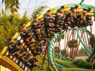 Kumba at Busch Gardens