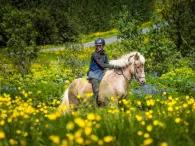 Viking Horse & Golden Circle