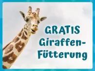 Gratis Giraffenfütterung Portrait von Giraffe - Gratis Giraffenfütterung Angebot