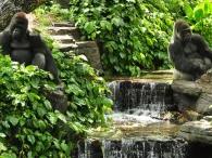 Gorilla Falls Exploration Trail, Disney's Animal Kingdom