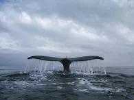 Whale Watching