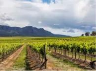 Hunter Valley Day Trip from Sydney Hunter Valley Day Trip from Sydney