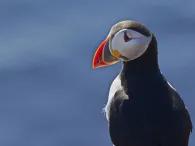 puffin-posing