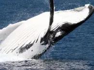 Whale Watch with Brisbane Transfers