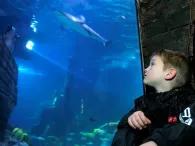 child-looking-at-sharks