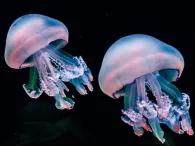 jellyfish