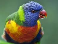 australian-parakeet