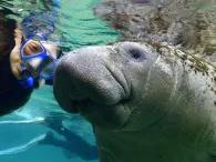 Swim with the Manatee Swim with the Manatee