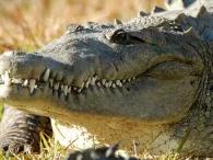 Airboat Ride and Gatorland Park Combo with Transportation
