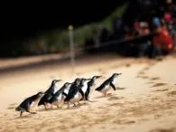 Phillip Island Express Tour Group of little penguins walking up the beach at sunset after returning from the ocean