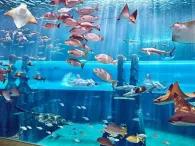 Shark Attack Picture of shark-infested underwater lagoon at Atlantis Aquaventure Waterpark