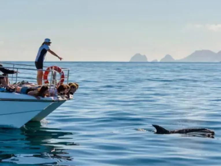 Hole in the Rock Dolphin Cruise