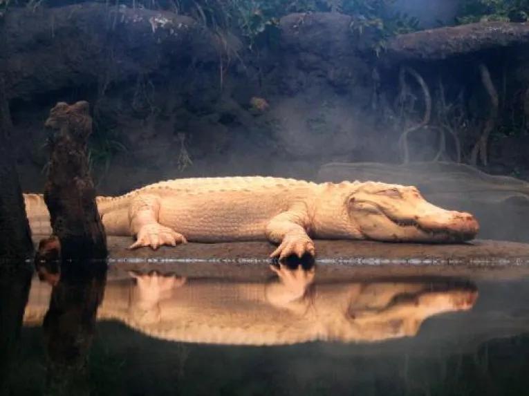 California Academy of Sciences