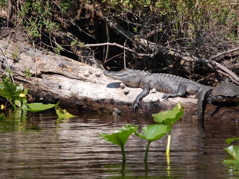Airboat Ride with Transportation