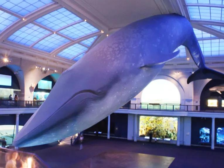 New York FreeStyle Pass