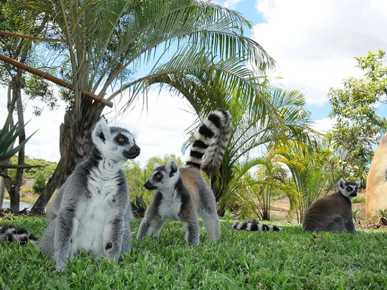 Croc Express - Australia Zoo from Brisbane