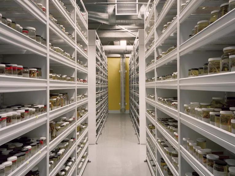 California Academy of Sciences - Behind-the-Scenes Academy Tour