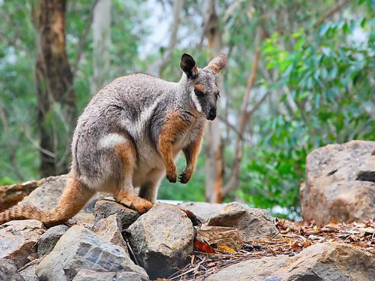 Blue Mountains & Australian Wildlife Tour