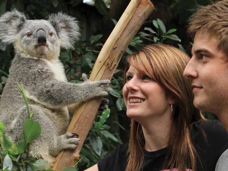 Blue Mountains & Australian Wildlife Tour