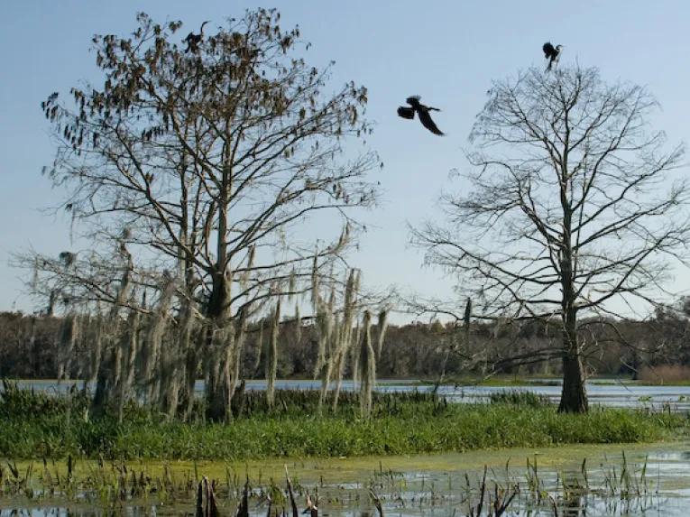 Boggy Creek Orlando 30-Minute Airboat Ride
