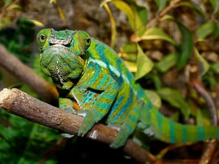 California Academy of Sciences Skip-the-Line General Admission Ticket