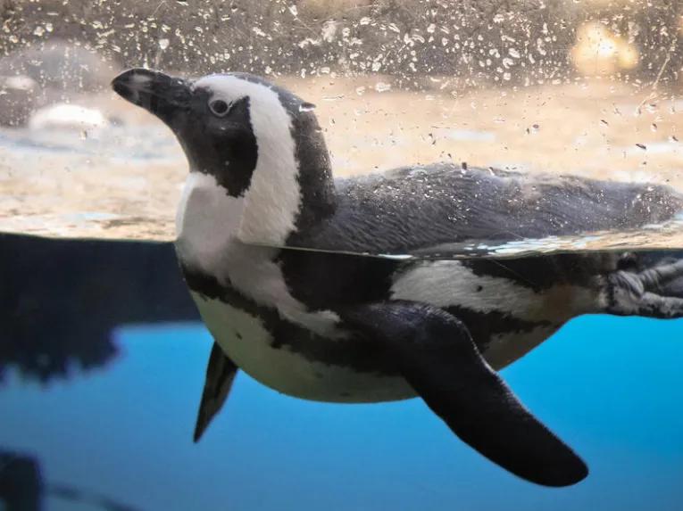 California Academy of Sciences Skip-the-Line General Admission Ticket