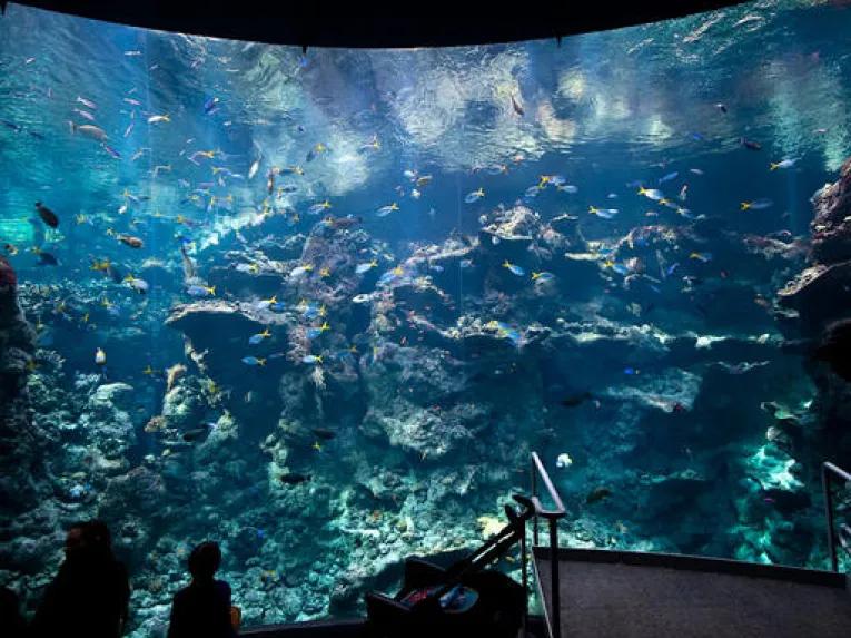 California Academy of Sciences Skip-the-Line General Admission Ticket