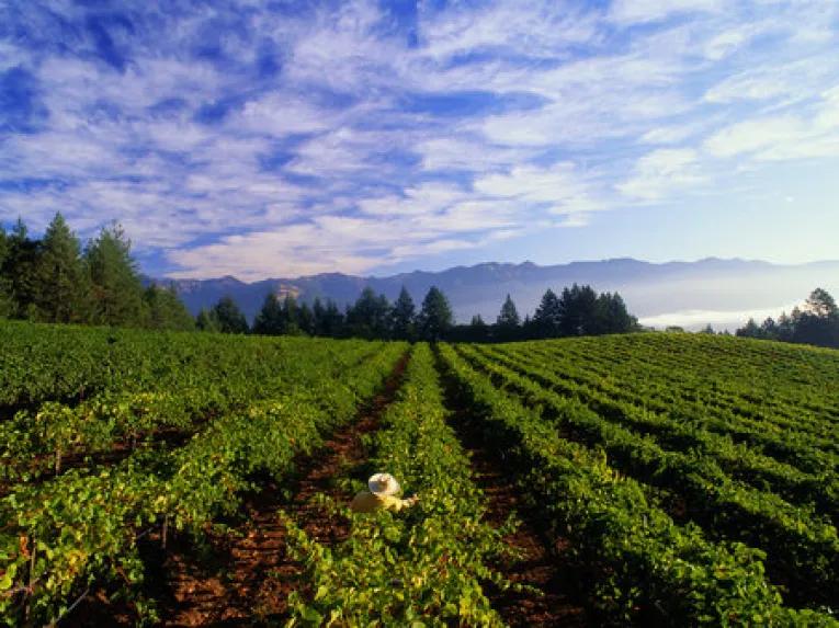 California Wine Country - Full Day Tour to Sonoma and Napa from San Francisco 