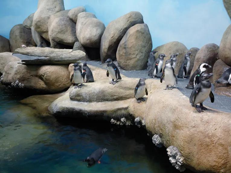 California Academy of Sciences