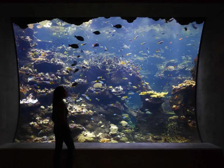 California Academy of Sciences