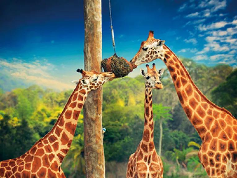 Croc Express - Australia Zoo from the Gold Coast