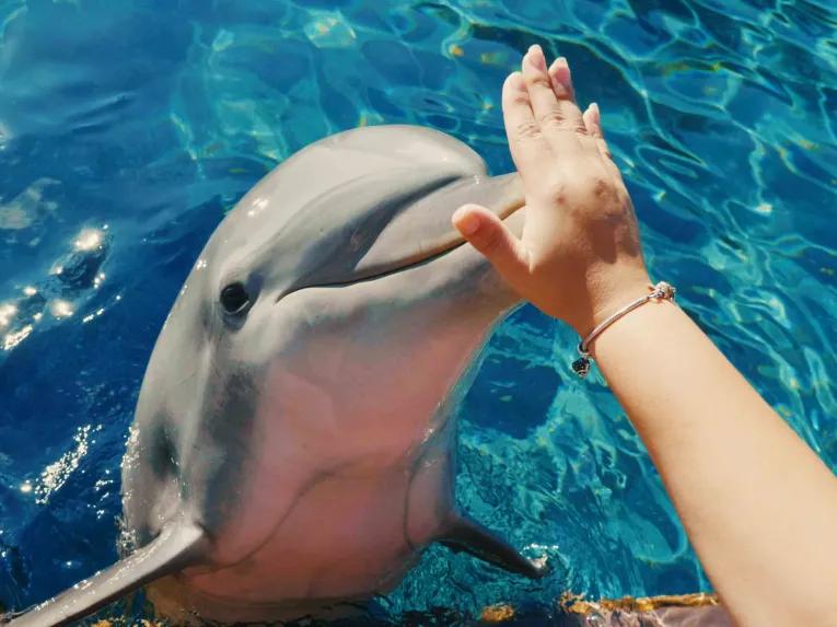 SeaWorld Orlando Dolphin Encounter