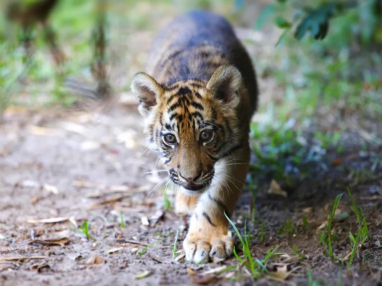 Dreamworld 3 Day Ticket