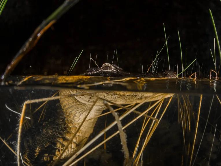 Red Eye Exclusive Night-time Airboat Adventure