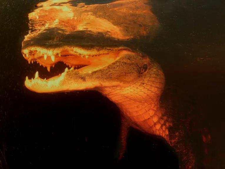 Red Eye Exclusive Night-time Airboat Adventure