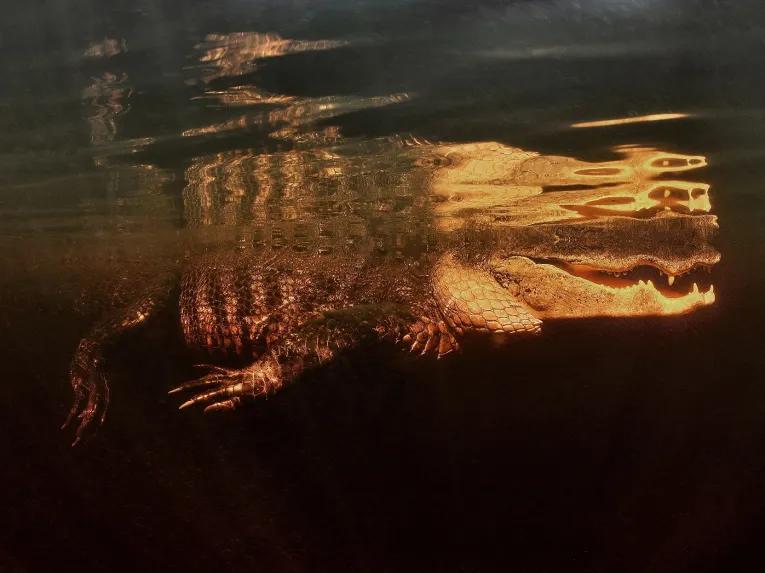 Red Eye Exclusive Night-time Airboat Adventure