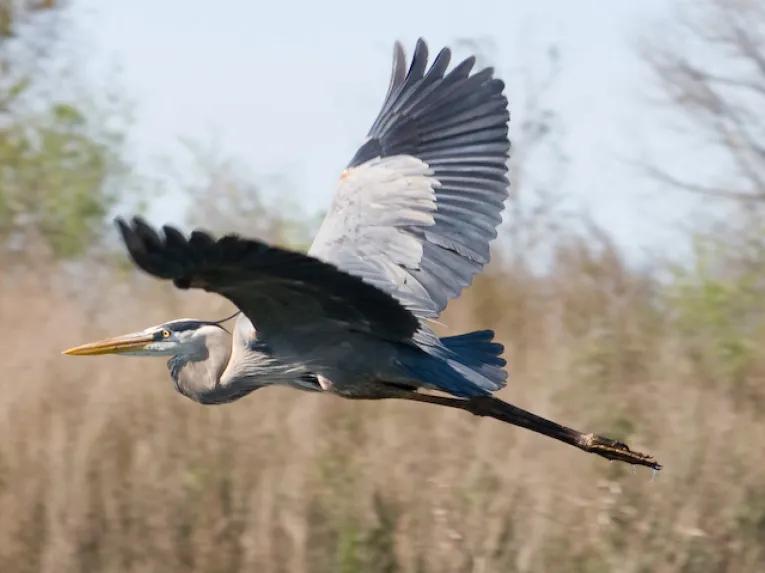 Boggy Creek Orlando 30-Minute Airboat Ride
