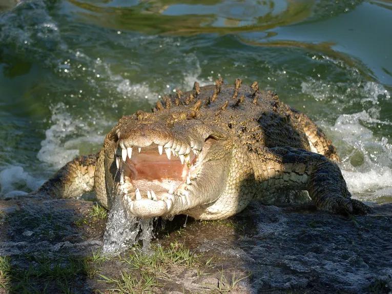 Australian Salt Water Crocodile at Gatorland Orlando