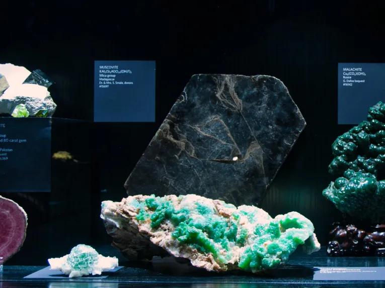 California Academy of Sciences Nightlife VIP Tour