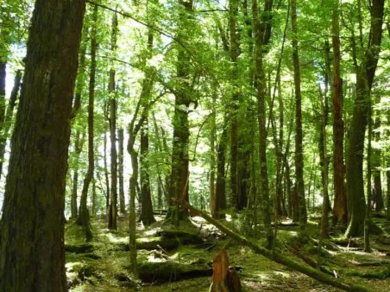 Safari of the Scenes 4WD Tour - Glenorchy