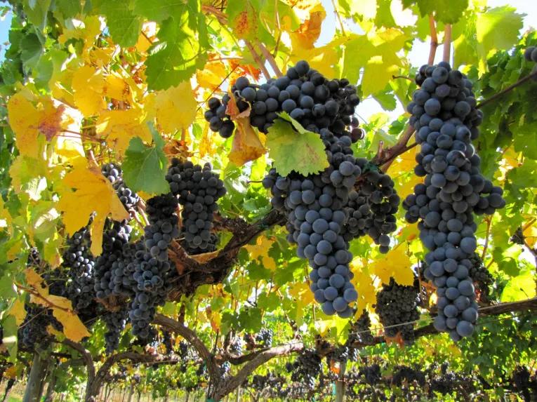 California Wine Country - Full Day Tour to Sonoma and Napa from San Francisco 