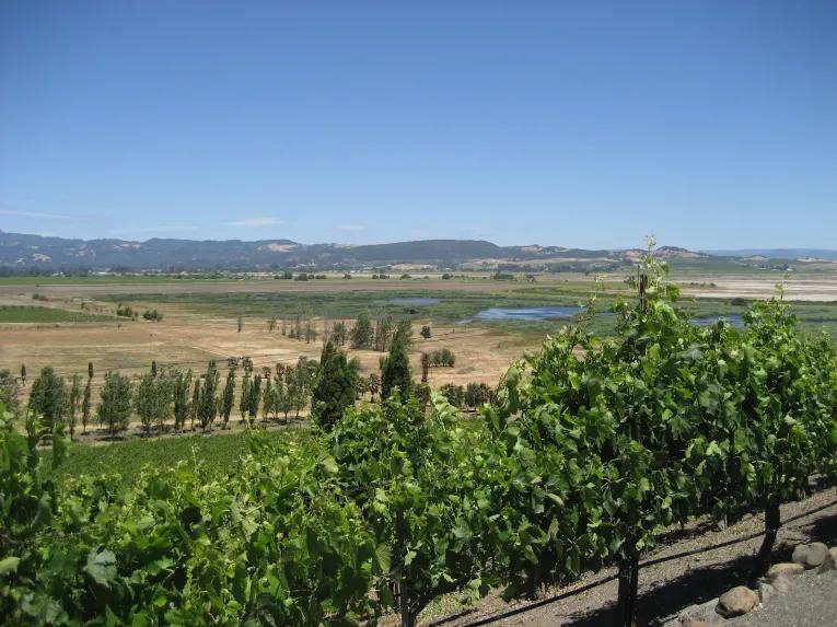 California Wine Country - Half Day Tour to Sonoma from San Francisco 